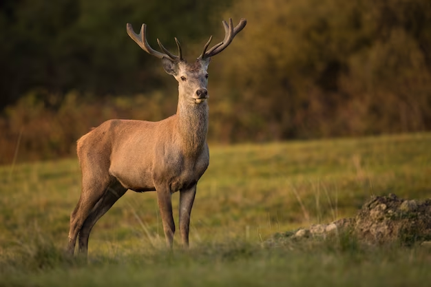 A deer standing in a field