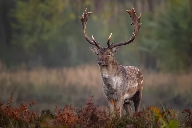 A deer standing in the forest